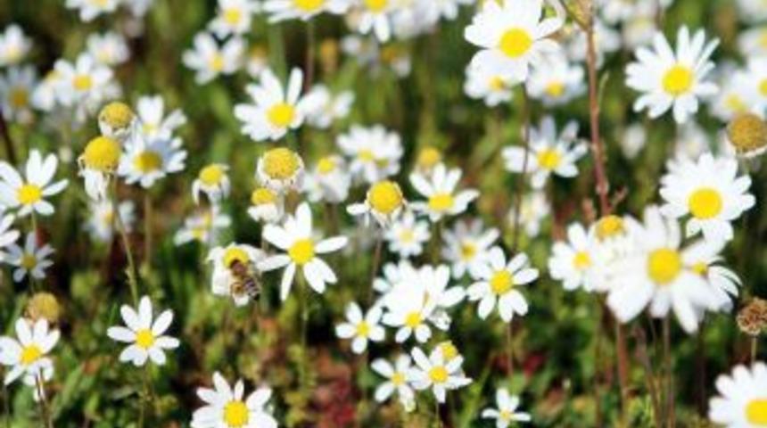 G&ouml;lhisar'da Papatyalar A&ccedil;tı