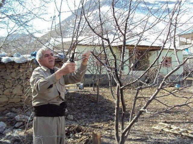 Sınırda Ağaç Budama Çalışması