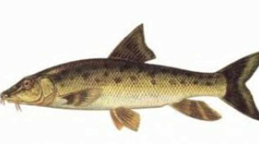 Balık avcılığına yasak getirildi