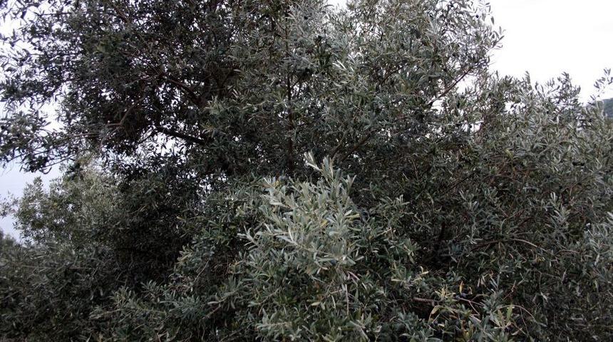 Zeytin &Uuml;reticilerine Budama Kursu Verildi