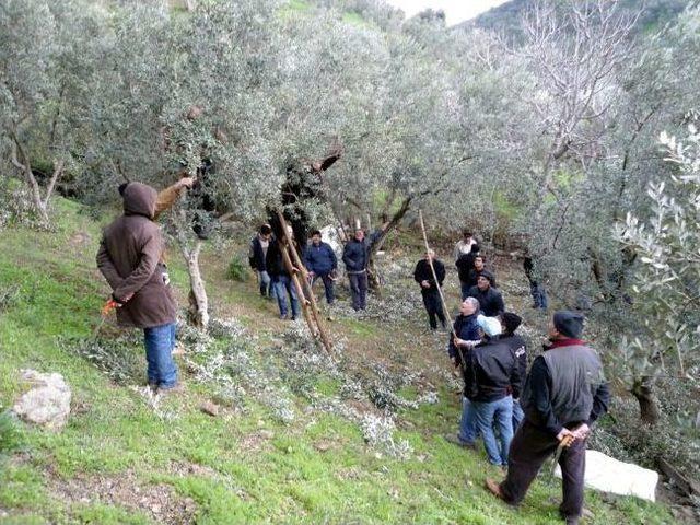 Zeytin Üreticilerine Budama Kursu Verildi