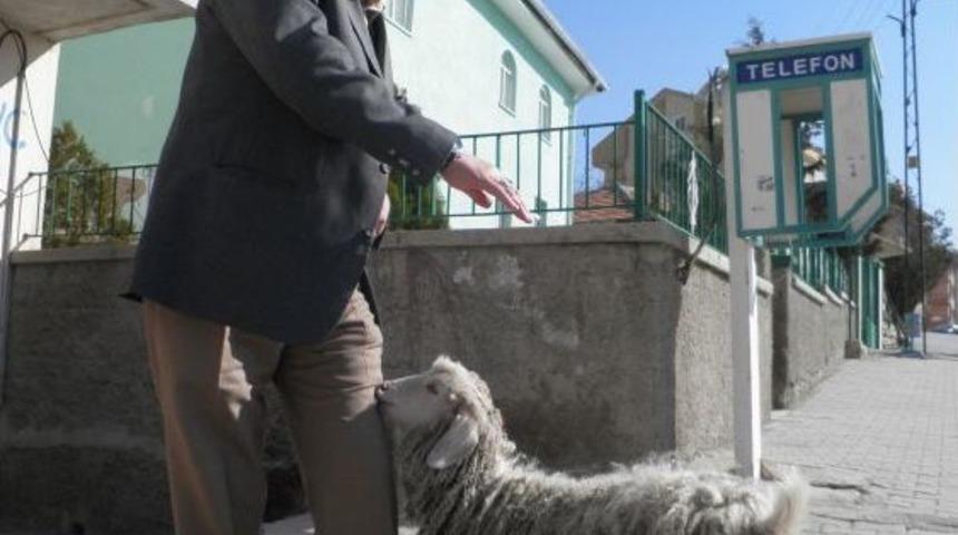 İmamın Ke&ccedil;isi, Cemaatin Neşe Kaynağı