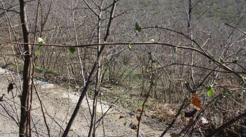 Fındık Bah&ccedil;elerine Bahar Geldi