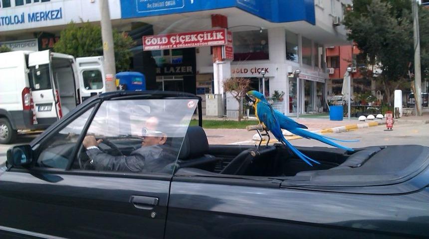 G&uuml;zel Havayı Fırsat Bildi, 2 Papağanıyla Gezmeye &Ccedil;ıktı
