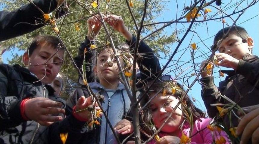 (&ouml;zel Haber) Unesco D&uuml;nya K&uuml;lt&uuml;r Mirası Listesindeki &ldquo;&ccedil;iğdem Gelenekleri&rdquo; &Ccedil;orum&rsquo;da Yaşatılıyor