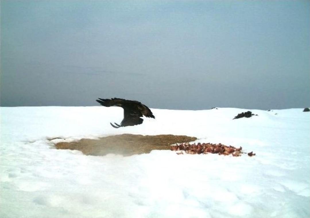 Iğdır&rsquo;da &lsquo;foto Kapan&rsquo; Uygulaması