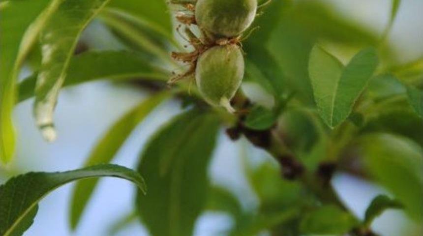 Side'de Badem Ağa&ccedil;ları Meyve Verdi