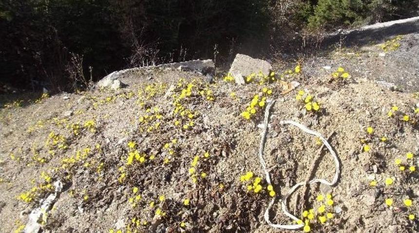 K&uuml;re&rsquo;de &ldquo;yalancı Bahar&rdquo; &Ccedil;i&ccedil;ek A&ccedil;tırdı