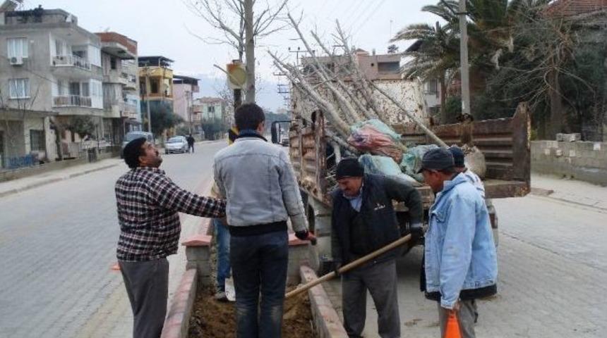 Sarıg&ouml;l Belediyesi Ağa&ccedil; Dikimine Başladı