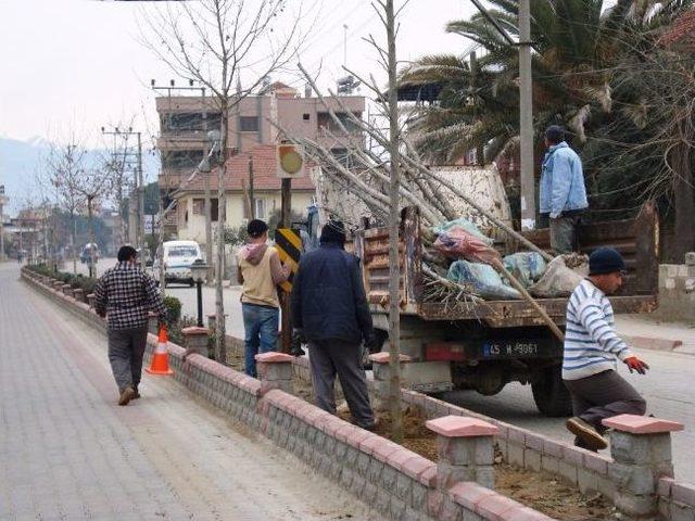 Sarıgöl Belediyesi Ağaç Dikimine Başladı