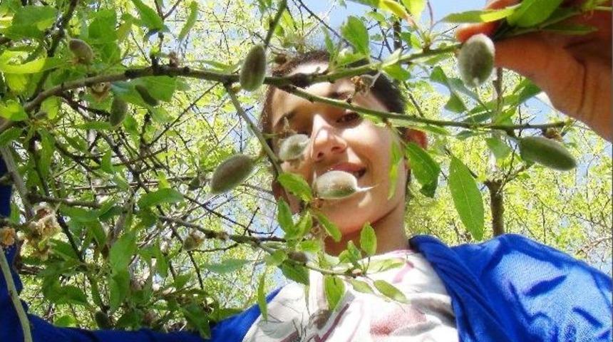 &Ccedil;ağla 30 Tl&rsquo;den Satılıyor