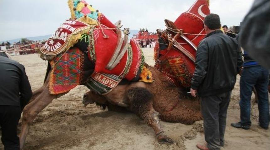 K&ouml;şk Arenasında 70 &Ccedil;ift Deve Cami Yapımı İ&ccedil;in G&uuml;reş Tuttu