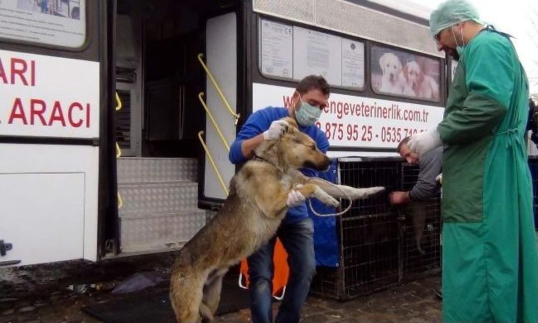 Erciş&rsquo;te Sokak K&ouml;peklerini Kısırlaştırma Projesi