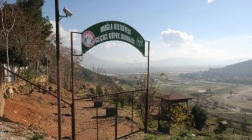 Muğla Ge&ccedil;ici Bakımevi'ndeki Hayvanlar Sahiplendiriliyor