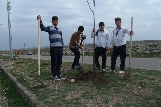 İdil’de Ağaç Dikme Kampanyası