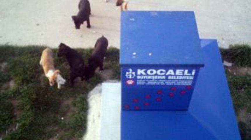 Petpati Makineleri Sokak Hayvanlarının Evi Oldu