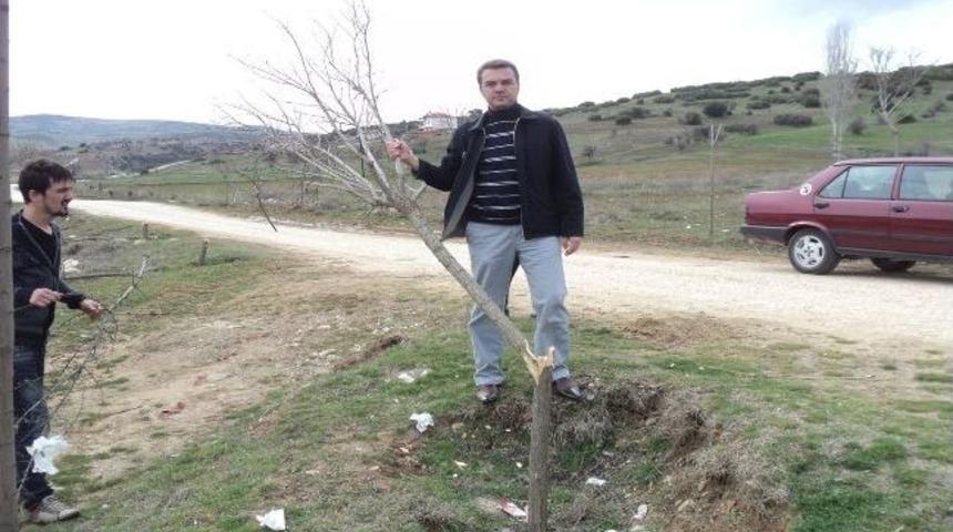 Kula'da Ağa&ccedil; Katliamı