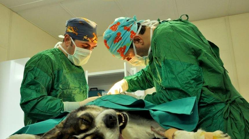 Karnından 13 T&uuml;m&ouml;r Alınan K&ouml;pek Sağlığına Kavuştu