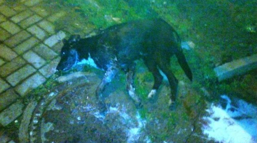 G&ouml;me&ccedil;te Sokak K&ouml;peklerinin Zehirlendiği İddiası