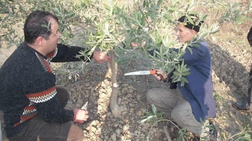 Zeytin &Uuml;reticisine Budama Kursu
