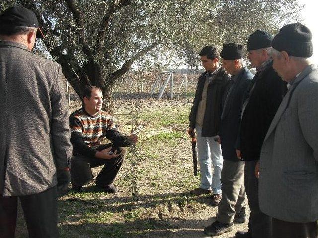 Zeytin Üreticisine Budama Kursu