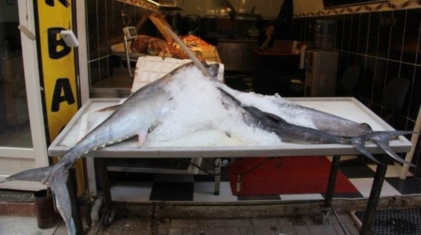 Balık&ccedil;ıların Ağlarına Dev Balıklar Takıldı