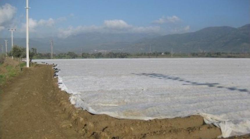 Patateste Don Tehlikesine &Ouml;rt&uuml;l&uuml; &Ouml;nlem