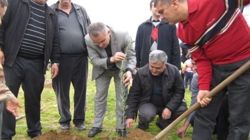 Hayırseverin Bağışladığı Araziye Zeytin Fidanı Dikildi