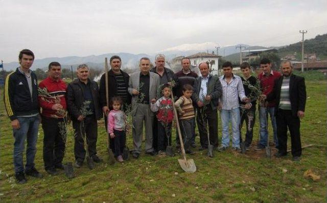 Hayırseverin Bağışladığı Araziye Zeytin Fidanı Dikildi