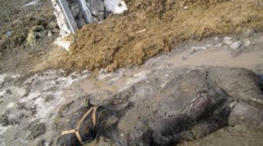 Direkteki elektrik ka&ccedil;ağı bir atı &ouml;ld&uuml;rd&uuml;