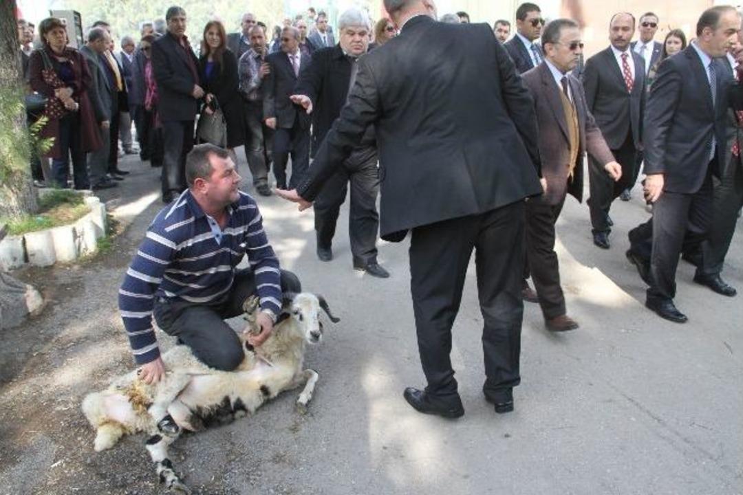 Vali A&ccedil;ılışta Koyunun Kesilmesine İzin Vermedi