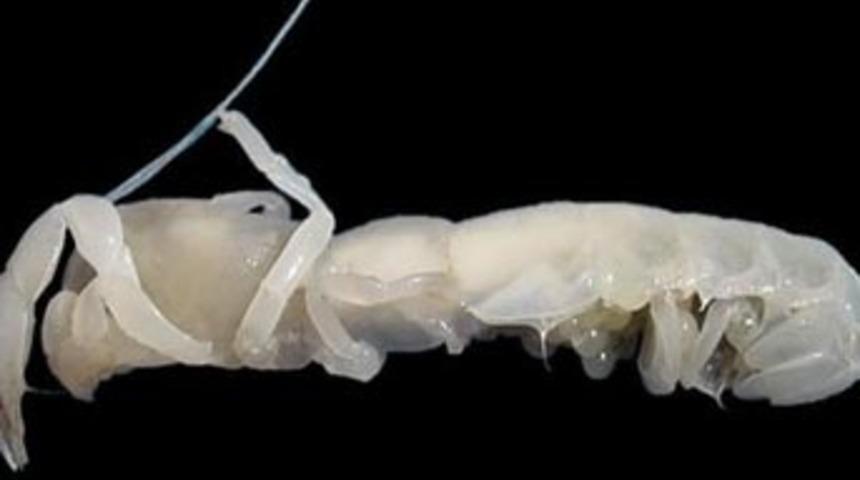 Derinlerin en garip canlıları