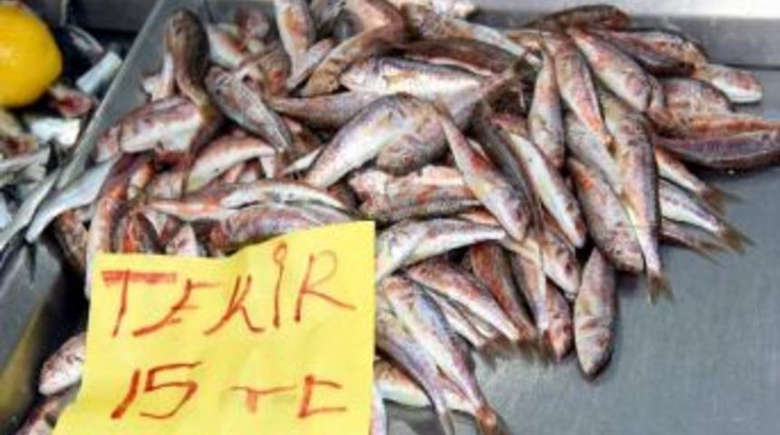 Tekir Fiyatları D&uuml;şt&uuml;