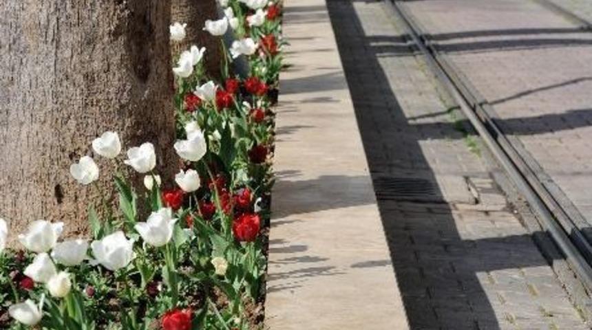 B&uuml;y&uuml;kşehir Antalya&rsquo;yı Lale Bah&ccedil;esine D&ouml;n&uuml;şt&uuml;rd&uuml;