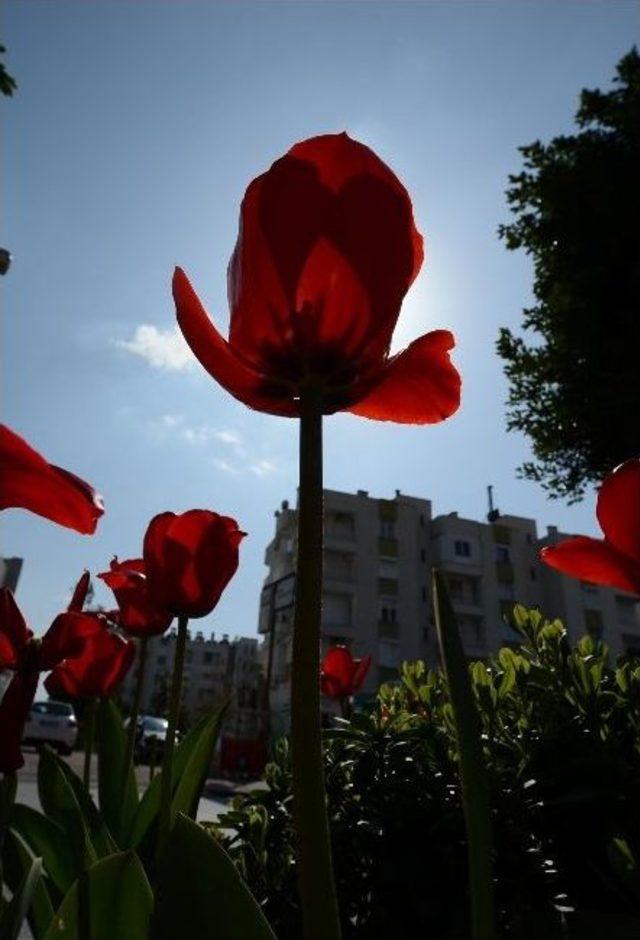 Büyükşehir Antalya’yı Lale Bahçesine Dönüştürdü