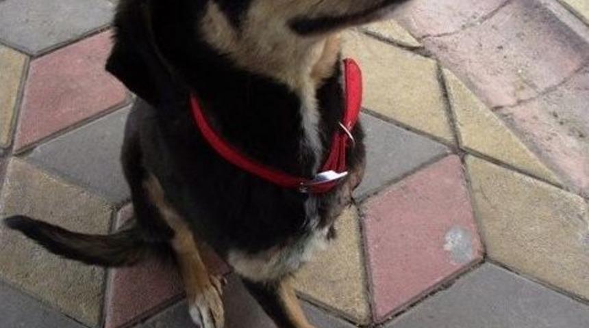 3 Ayaklı K&ouml;peğin Azmi