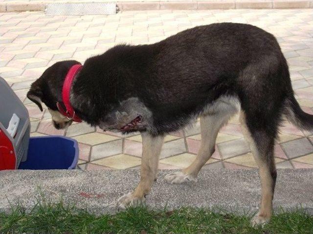 3 Ayaklı Köpeğin Azmi