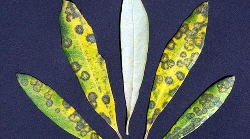 Zeytinci Halkalı Leke Hastalığıyla M&uuml;cadele Ediyor