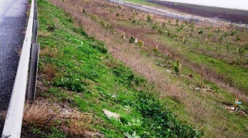 Otobanda Ağa&ccedil;landırma Tamamladı