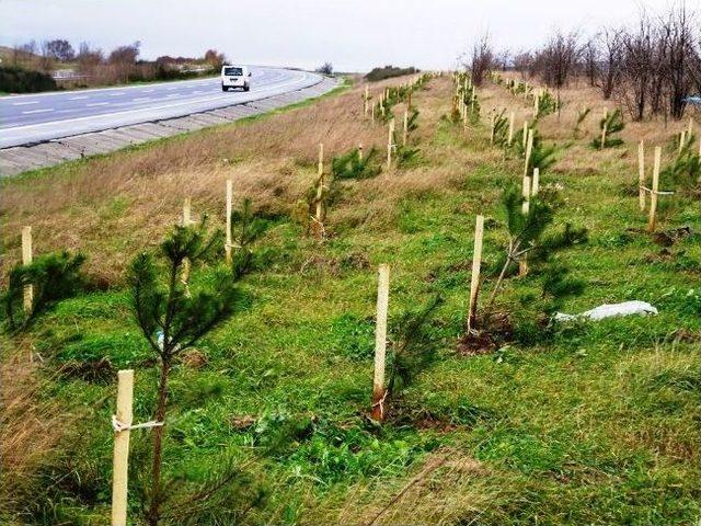 Otobanda Ağaçlandırma Tamamladı