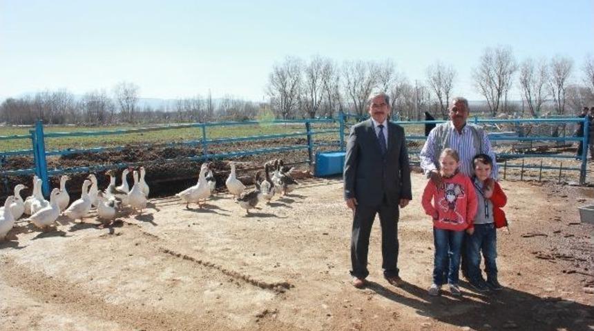 Afyonkarahisar'ın Tek Kaz &Ccedil;iftliği Dinar&rsquo;da