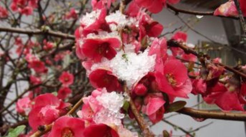 &Ccedil;i&ccedil;ek A&ccedil;an Meyve Ağa&ccedil;ları Kar Altında Kaldı