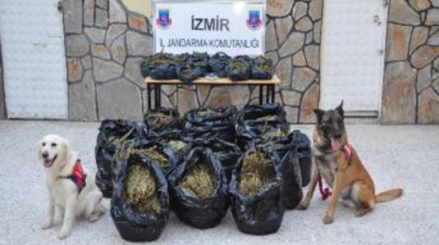 Torbalı'da 150 Kilo Esrar Ele Ge&ccedil;irildi