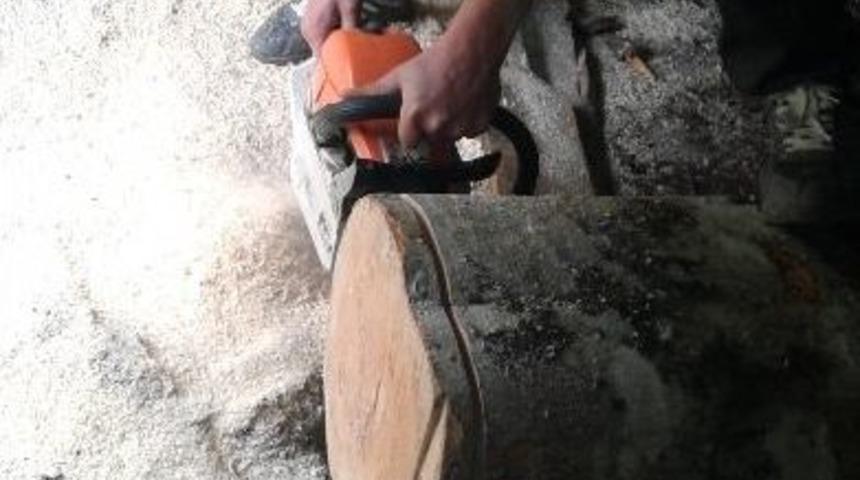 Giresun&rsquo;da Kayın Mantarı &Uuml;retimi