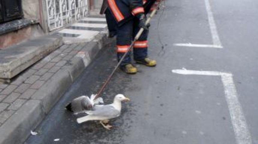 Fatih&rsquo;te Martı Operasyonu