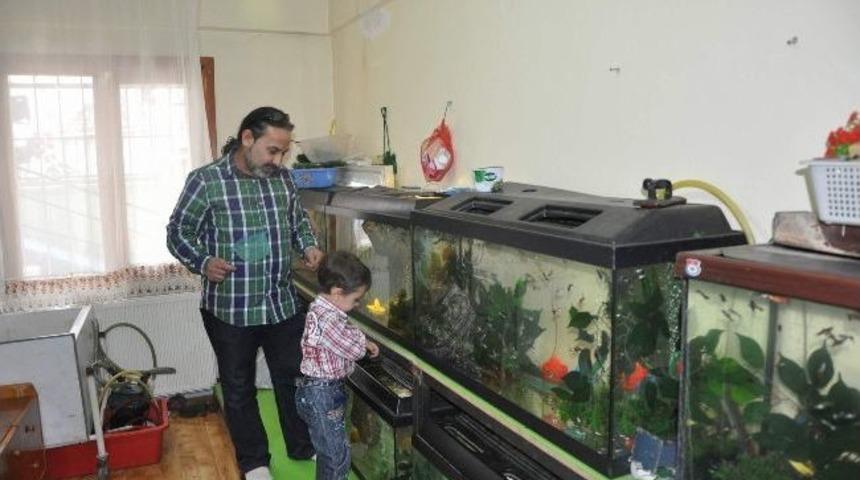 Apartman Dairesinde S&uuml;s Balığı &Ccedil;iftliği