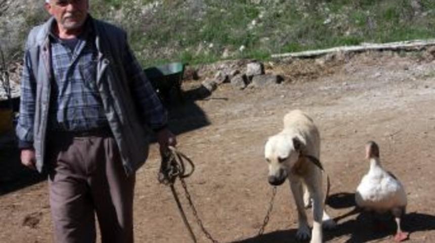 K&ouml;pek Ve Kazın Şaşırtan Dostluğu