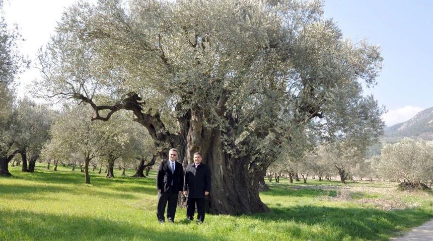 Bin 650 Yaşındaki Zeytin Ağacı Anıt Olarak Tescillendi