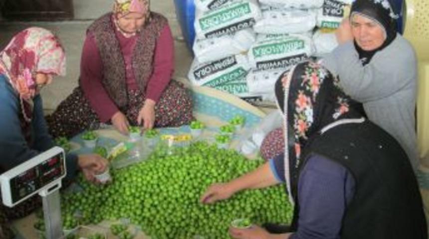 T&uuml;rkiye&rsquo;nin En Erkenci Can Eriği Erdemli'de Yetiştirildi