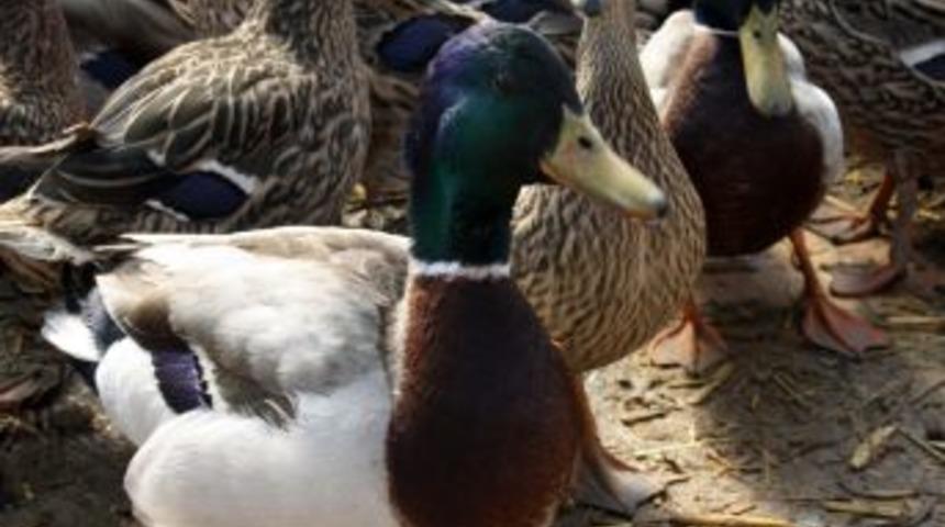 Tutsak &Ouml;rdekler, &Ouml;zg&uuml;rl&uuml;klerine Kavuştu